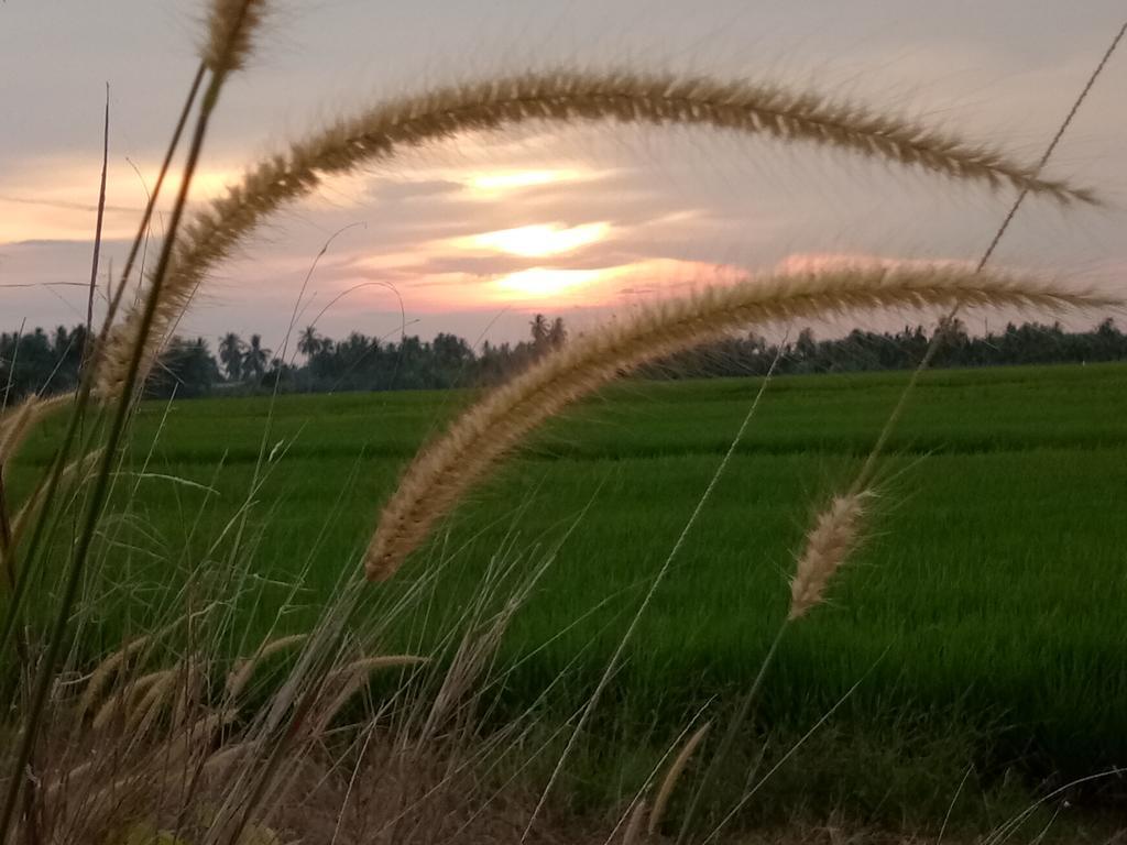 Kurau Inn Farmstay Kuala Kurau Exterior foto